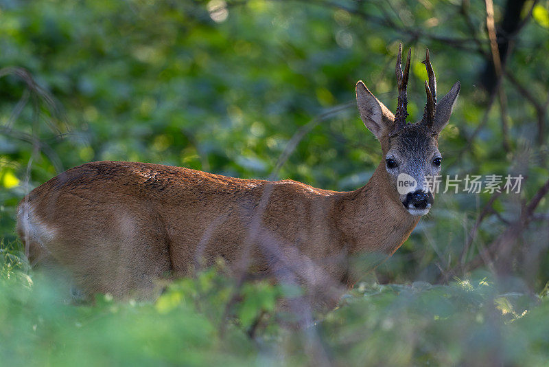 雄鹿(Capreolus Capreolus)